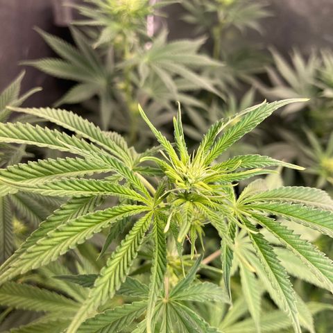 Critical growlog timeline photo