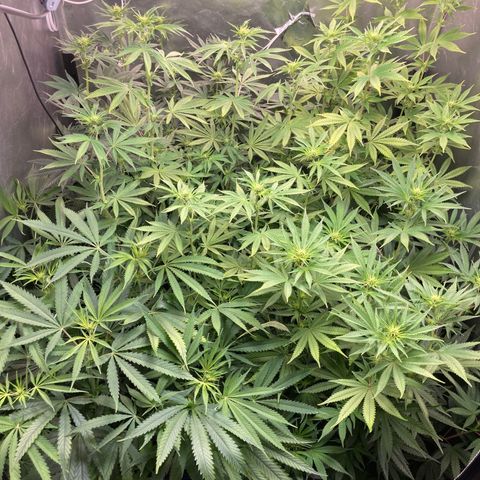 Critical growlog timeline photo