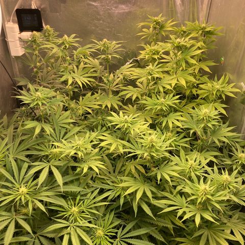 Critical growlog timeline photo