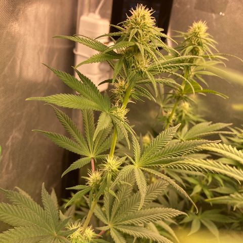 Critical growlog timeline photo
