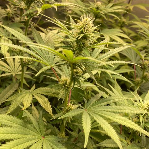 Critical growlog timeline photo
