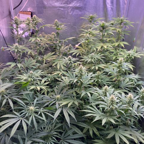 Critical growlog timeline photo