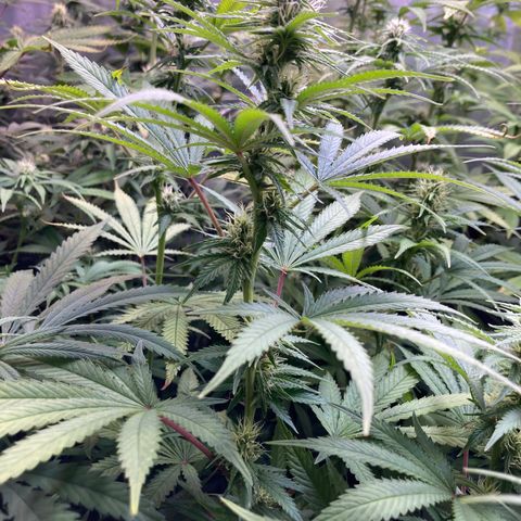 Critical growlog timeline photo