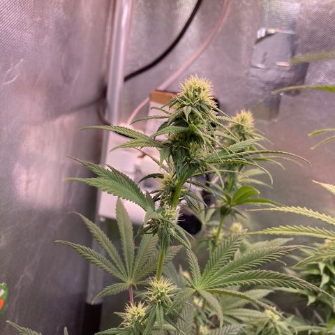 Critical growlog timeline photo