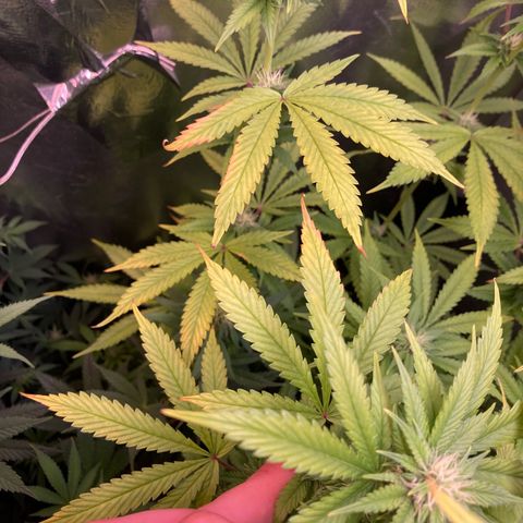 Critical growlog timeline photo