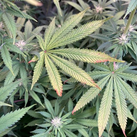 Critical growlog timeline photo