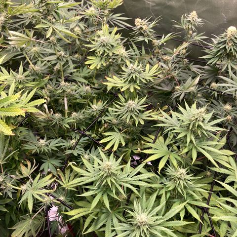 Critical growlog timeline photo