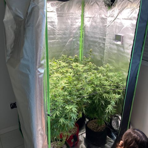 Critical growlog timeline photo