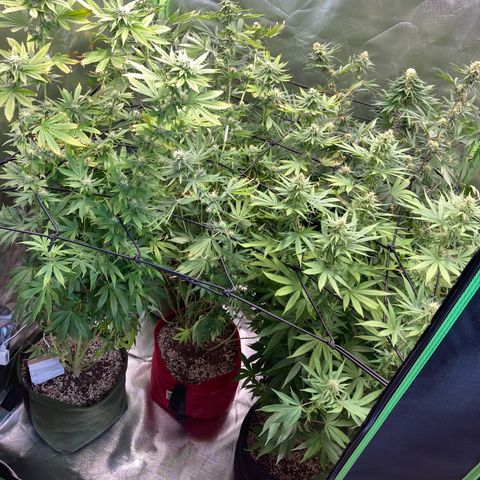 Critical growlog timeline photo
