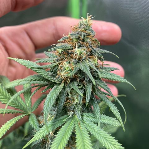Critical growlog timeline photo
