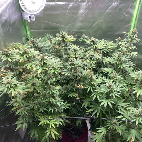 Critical growlog timeline photo