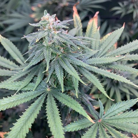 Critical growlog timeline photo