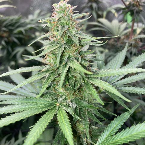 Critical growlog timeline photo