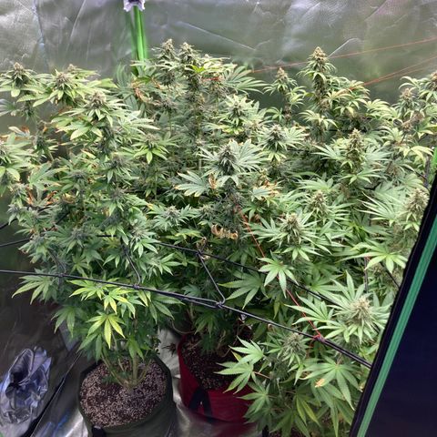 Critical growlog timeline photo