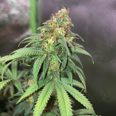 Critical growlog timeline photo