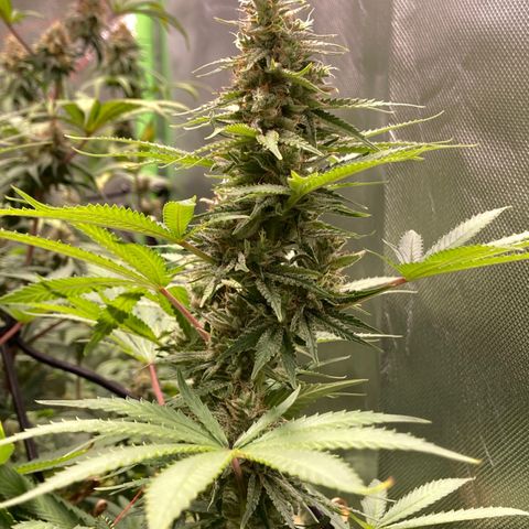 Critical growlog timeline photo
