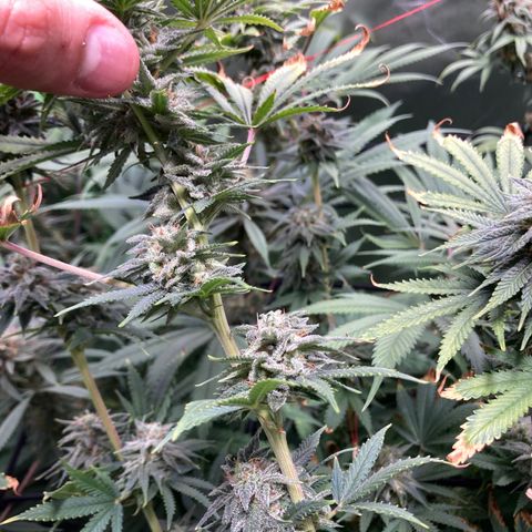 Critical growlog timeline photo