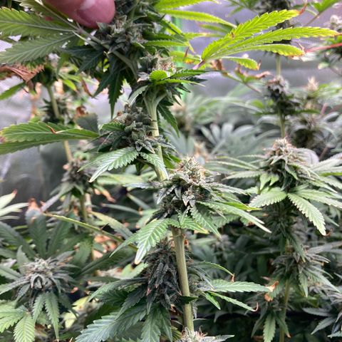 Critical growlog timeline photo
