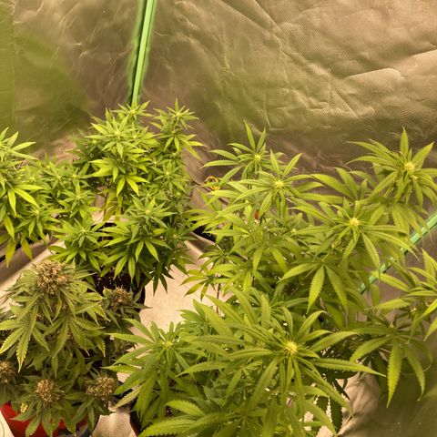 Critical growlog timeline photo