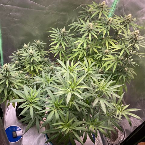 Critical growlog timeline photo