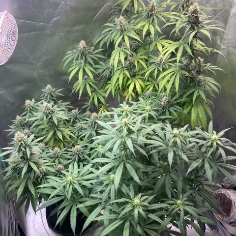 Critical growlog timeline photo