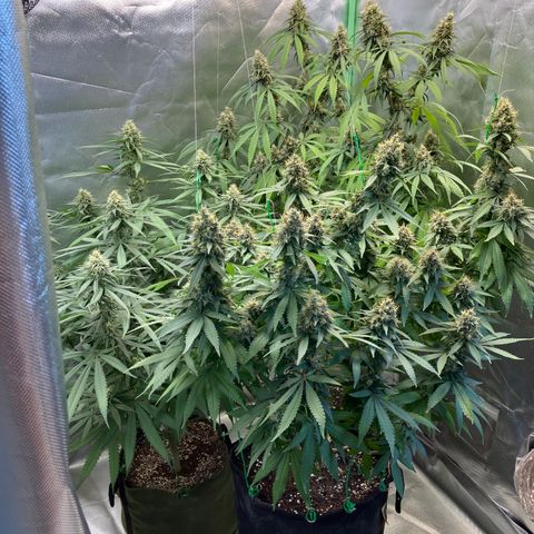 Critical growlog timeline photo