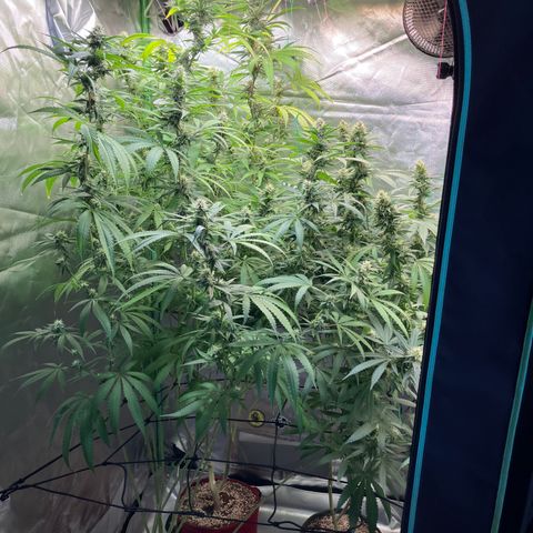 Critical growlog timeline photo