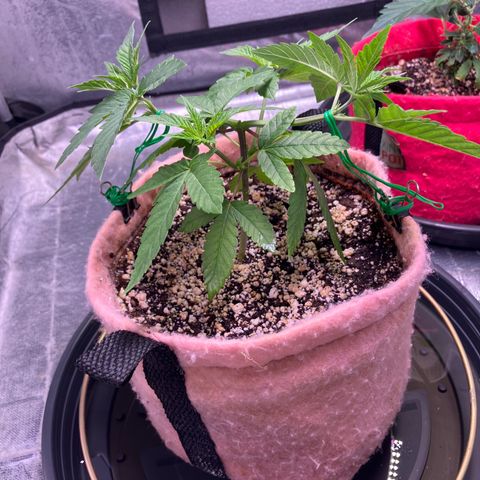 Purple Queen growlog timeline photo