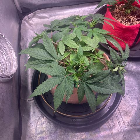 Purple Queen growlog timeline photo