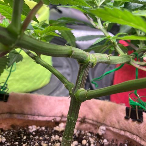 Purple Queen growlog timeline photo