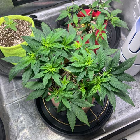 Purple Queen growlog timeline photo