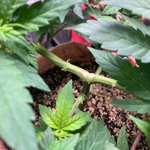 Purple Queen growlog timeline photo