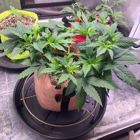 Purple Queen growlog timeline photo