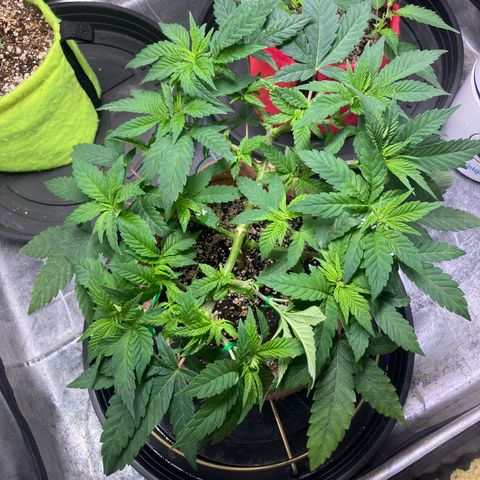 Purple Queen growlog timeline photo