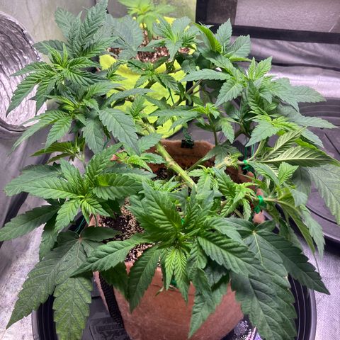 Purple Queen growlog timeline photo