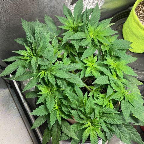 Purple Queen growlog timeline photo