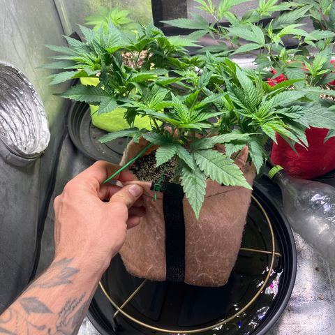 Purple Queen growlog timeline photo