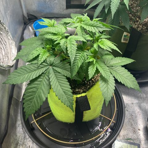 Lebron Haze growlog timeline photo
