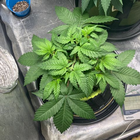 Lebron Haze growlog timeline photo