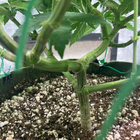 Purple Queen growlog timeline photo