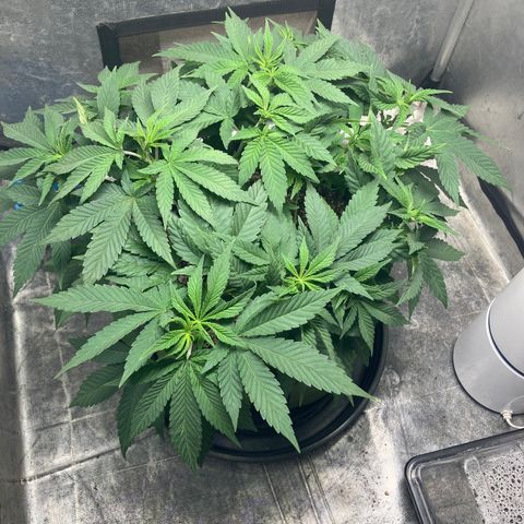 Purple Queen growlog timeline photo