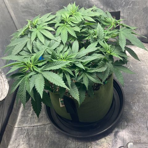 Purple Queen growlog timeline photo