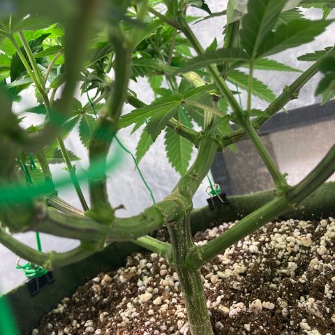 Purple Queen growlog timeline photo