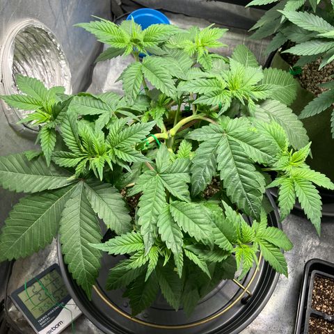 Lebron Haze growlog timeline photo