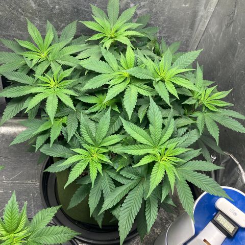 Purple Queen growlog timeline photo