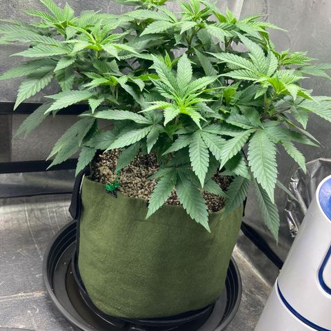 Purple Queen growlog timeline photo