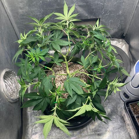 Purple Queen growlog timeline photo