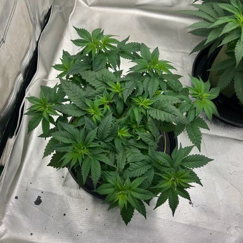 Lebron Haze growlog timeline photo
