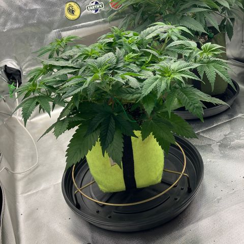 Lebron Haze growlog timeline photo