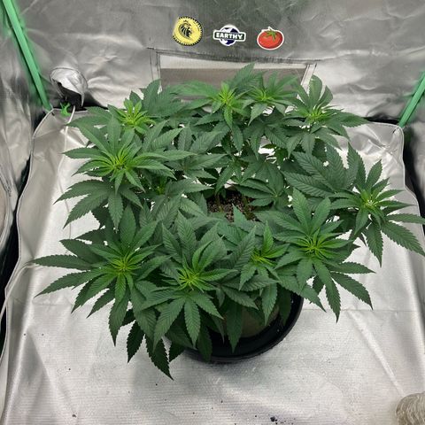 Purple Queen growlog timeline photo